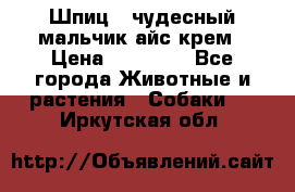 Шпиц - чудесный мальчик айс-крем › Цена ­ 20 000 - Все города Животные и растения » Собаки   . Иркутская обл.